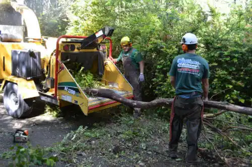 tree services Highland Lakes